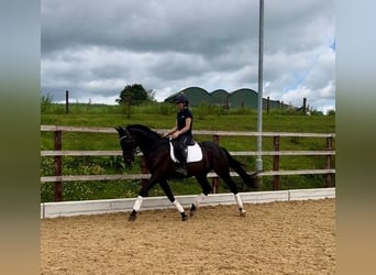 Andalusian, Gelding, 11 years, 16 hh, Black