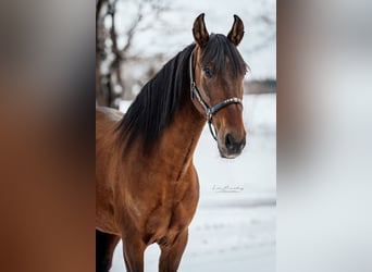 Andalusian, Gelding, 11 years, 16 hh, Brown