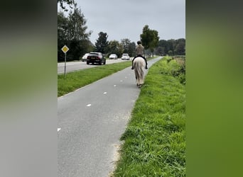 Andalusian, Gelding, 11 years, 16 hh, Gray-Dapple