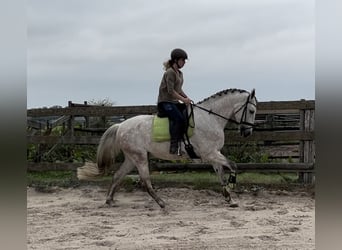 Andalusian, Gelding, 11 years, 16 hh, Gray-Dapple