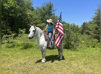 Andalusian Mix, Gelding, 11 years, Gray