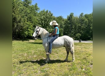 Andalusian Mix, Gelding, 11 years, Gray