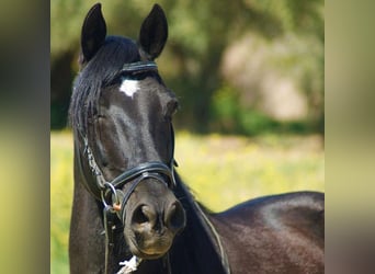 Andalusian Mix, Gelding, 12 years, 14.1 hh, Black