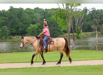 Andalusian, Gelding, 12 years, 14 hh, Buckskin