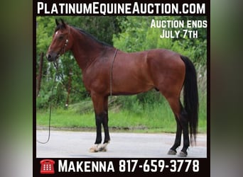 Andalusian, Gelding, 12 years, 15.1 hh, Bay