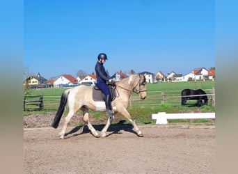 Andalusian Mix, Gelding, 12 years, 15.1 hh, Pinto