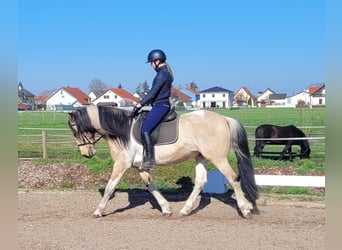 Andalusian Mix, Gelding, 12 years, 15.1 hh, Pinto