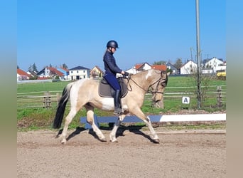 Andalusian Mix, Gelding, 12 years, 15.1 hh, Pinto