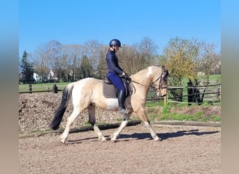 Andalusian Mix, Gelding, 12 years, 15.1 hh, Pinto