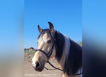 Andalusian Mix, Gelding, 12 years, 15.1 hh, Pinto