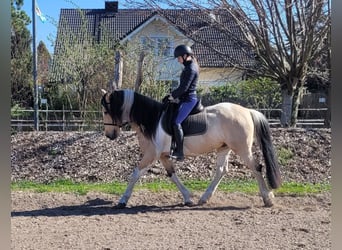 Andalusian Mix, Gelding, 12 years, 15.1 hh, Pinto