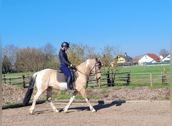Andalusian Mix, Gelding, 12 years, 15.1 hh, Pinto