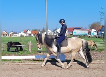 Andalusian Mix, Gelding, 12 years, 15.1 hh, Pinto