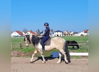 Andalusian Mix, Gelding, 12 years, 15.1 hh, Pinto