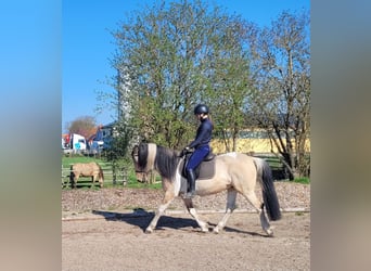 Andalusian Mix, Gelding, 12 years, 15.1 hh, Pinto