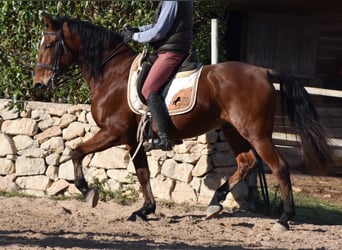 Andalusian, Gelding, 12 years, 15.2 hh, Brown