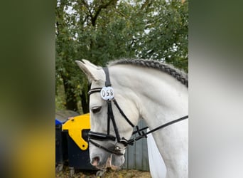 Andalusian, Gelding, 12 years, 15.2 hh, Gray