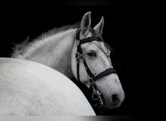 Andalusian, Gelding, 12 years, 15.2 hh, Gray