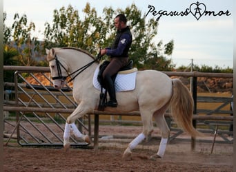 Andalusian, Gelding, 12 years, 15.2 hh, Perlino