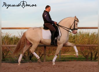 Andalusian, Gelding, 12 years, 15.2 hh, Perlino
