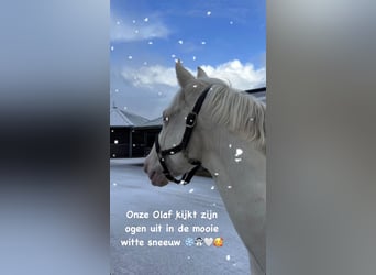 Andalusian, Gelding, 12 years, 15 hh, Cremello