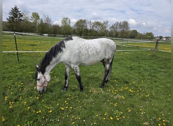 Andalusian, Gelding, 12 years, 15,2 hh, Grey-Dapple