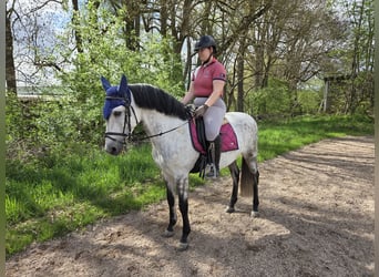 Andalusian, Gelding, 12 years, 15,2 hh, Grey-Dapple