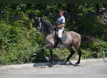 Andalusian Mix, Gelding, 12 years, 16.1 hh, Gray