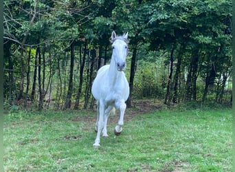 Andalusian, Gelding, 12 years, 16 hh, Gray