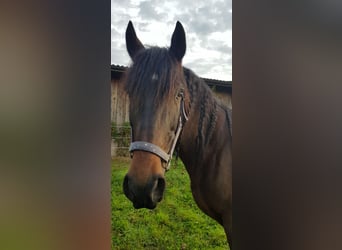 Andalusian, Gelding, 12 years, 16 hh