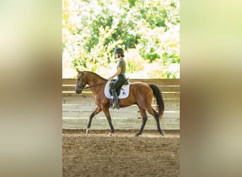 Andalusian Mix, Gelding, 12 years, Bay
