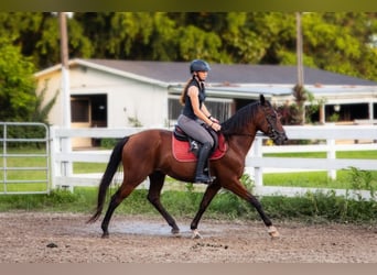 Andalusian Mix, Gelding, 12 years, Bay