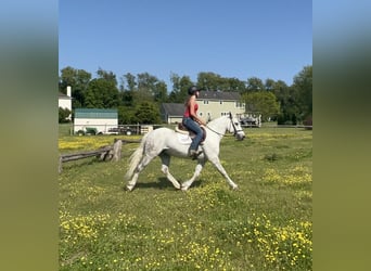 Andalusian, Gelding, 12 years, Gray