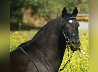 Andalusian Mix, Gelding, 13 years, 14.1 hh, Black