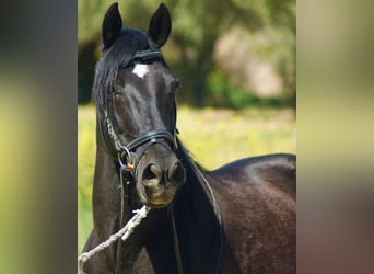Andalusian Mix, Gelding, 13 years, 14.1 hh, Black