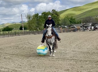 Andalusian, Gelding, 13 years, 14.3 hh, Gray