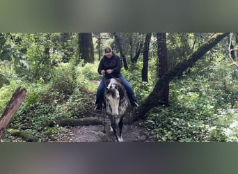 Andalusian, Gelding, 13 years, 14.3 hh, Gray