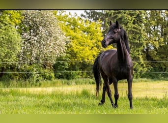Andalusian, Gelding, 13 years, 15.1 hh, Black