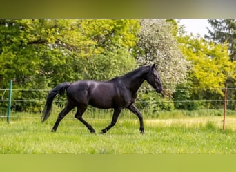 Andalusian, Gelding, 13 years, 15.1 hh, Black