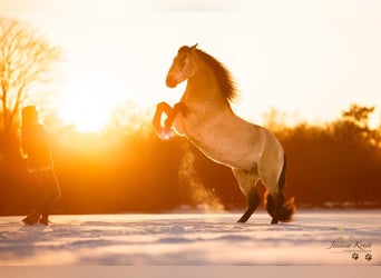 Andalusian, Gelding, 13 years, 15.1 hh, Dun