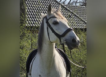 Andalusian, Gelding, 13 years, 15.1 hh, Grey
