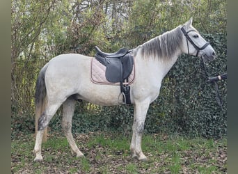 Andalusian, Gelding, 13 years, 15.1 hh, Grey