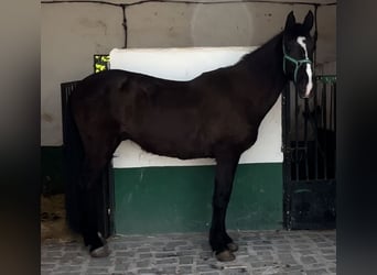 Andalusian, Gelding, 13 years, 15.2 hh, Black