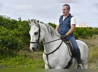 Andalusian, Gelding, 13 years, 15.2 hh, Grey