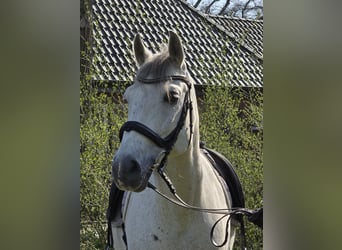 Andalusian, Gelding, 13 years, 15,1 hh, Grey