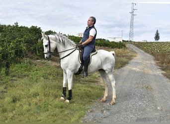 Andalusian, Gelding, 13 years, 15,2 hh, Grey
