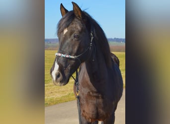 Andalusian, Gelding, 13 years, 16 hh, Black