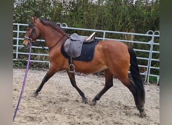 Andalusian, Gelding, 14 years, 14.2 hh, Brown