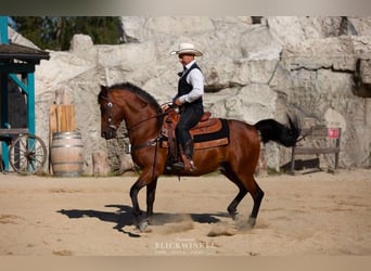 Andalusian, Gelding, 14 years, 14,2 hh, Brown