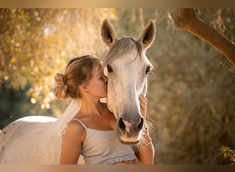 Andalusian, Gelding, 14 years, 14.2 hh, Gray-Dapple